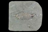 Bargain, Crinoid (Macrocrinus) Fossil - Crawfordsville, Indiana #94440-1